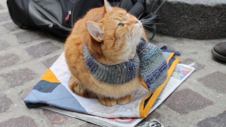 уличный кот боб 2