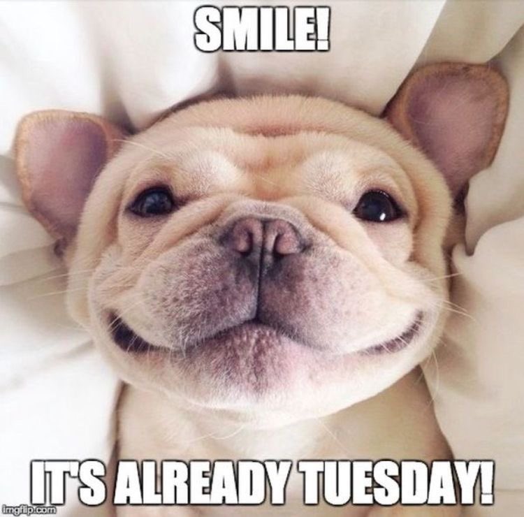 ✨ Happy Tuesday ✨