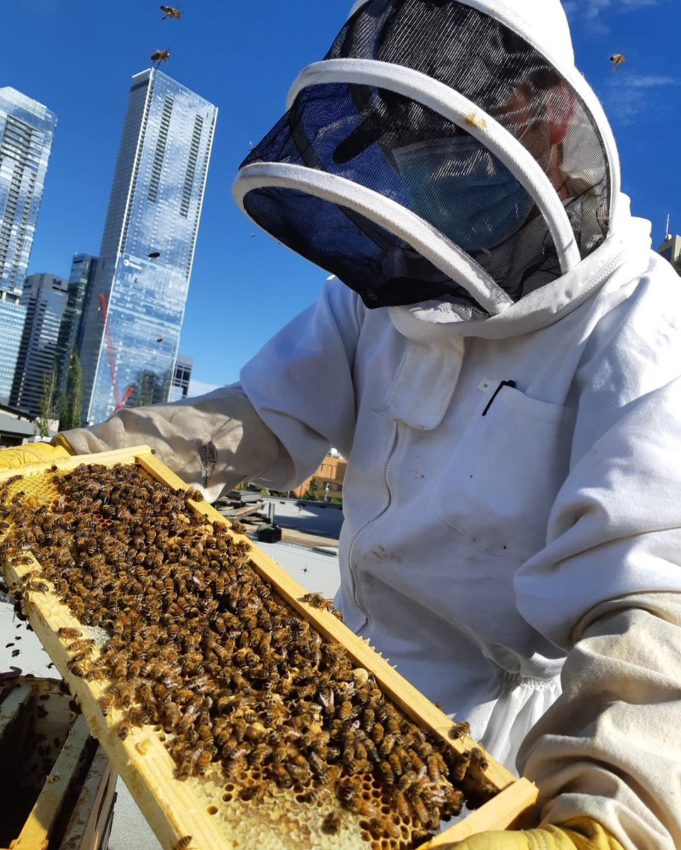In early May, our resident beekeepers began to open up the hives after a long, cold winter. On top of this, our beekeepers are also taking extra precautions to help protect themselves from COVID-19.