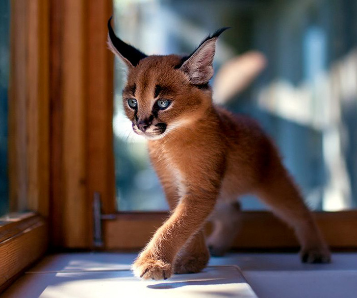 Little Caracal              Iriss And Abyss