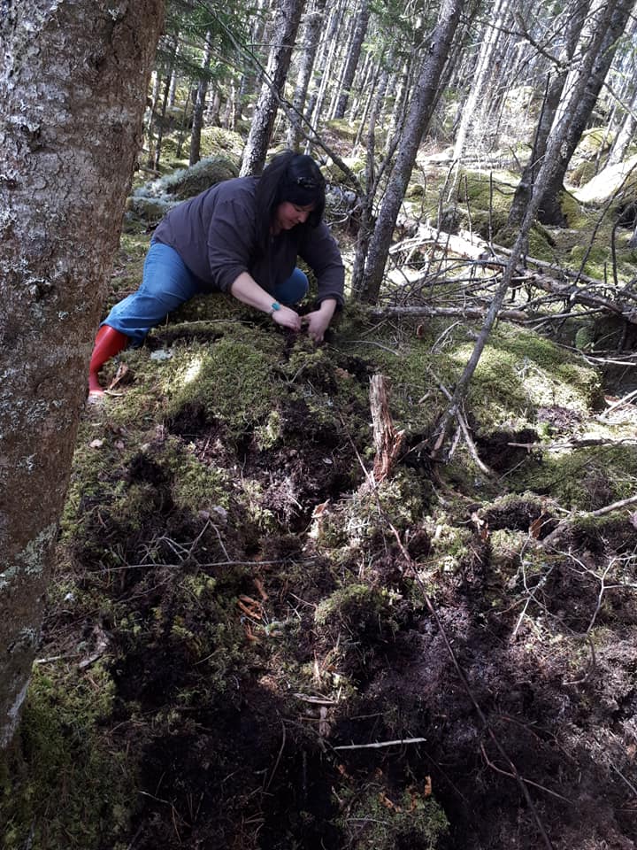 Mel7Labrador's tweet photo. I hope to be working in the #earth as much as possible this summer. Collecting roots for @toddlabrador77‘s  #birchbark #canoe projects. The #soil has a #forgotten #knowledge that we only gain through our hands &amp; our ancestors taught us this #thingsweforget #mikmaq #kespukwitk https://t.co/ZeA6CwR6nh