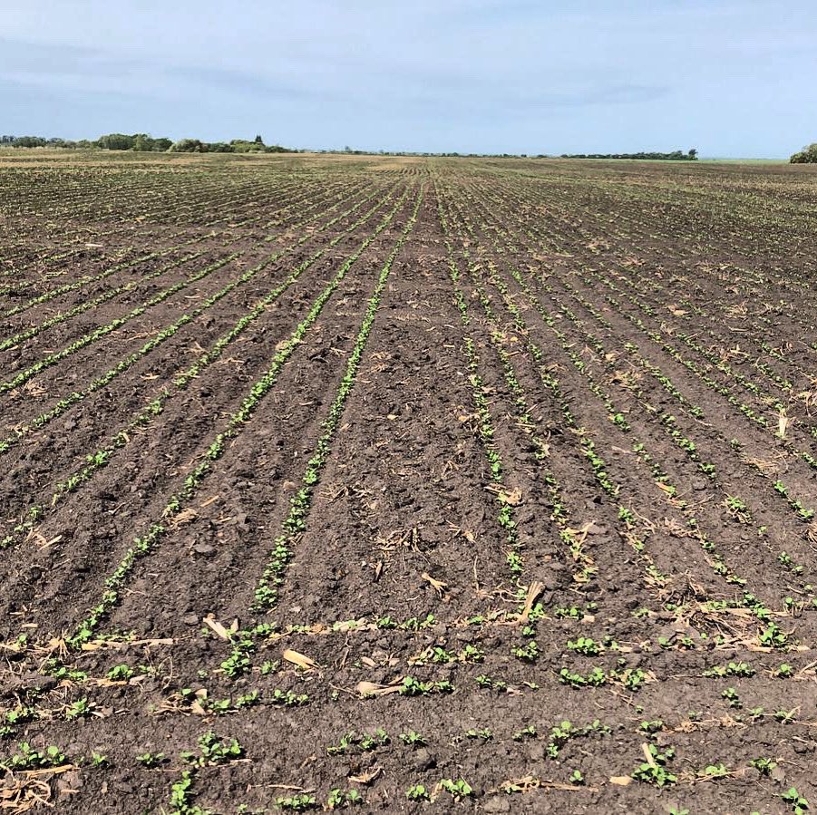 If a picture says a thousand words....right side seeded @ 4.5lb/acre, left side planted with @horsch_north_america #maestro 3620 @ 2.5lb/acre #plant2020 #smartfarming #farmingsolutions #agronomy #manitoba #westcdnag #agtech #manitobafarm #localfarmers #AgTwitter