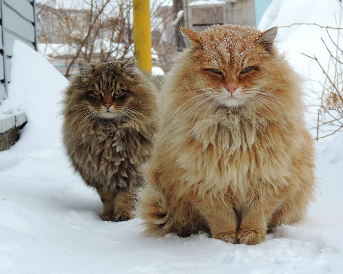 Universe Kitten            Siberian Cats