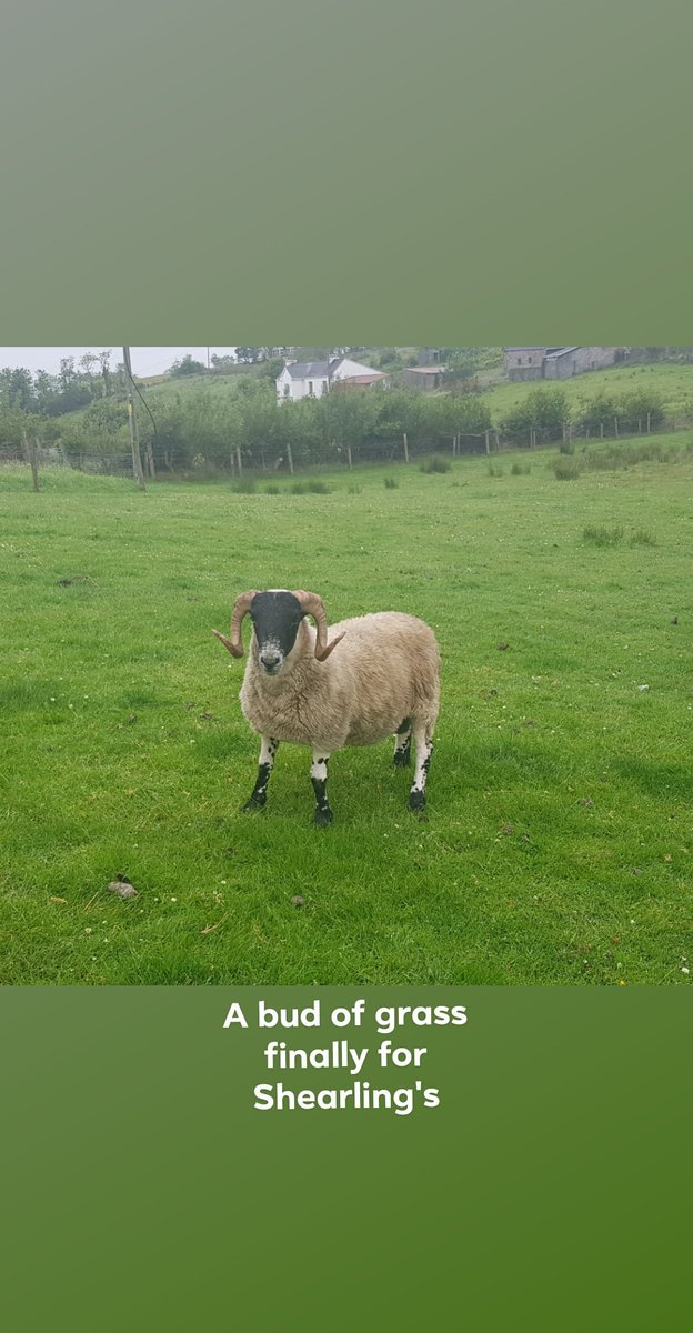 DL Blackfaced Sheep (@donegalblkfaces) on Twitter photo 