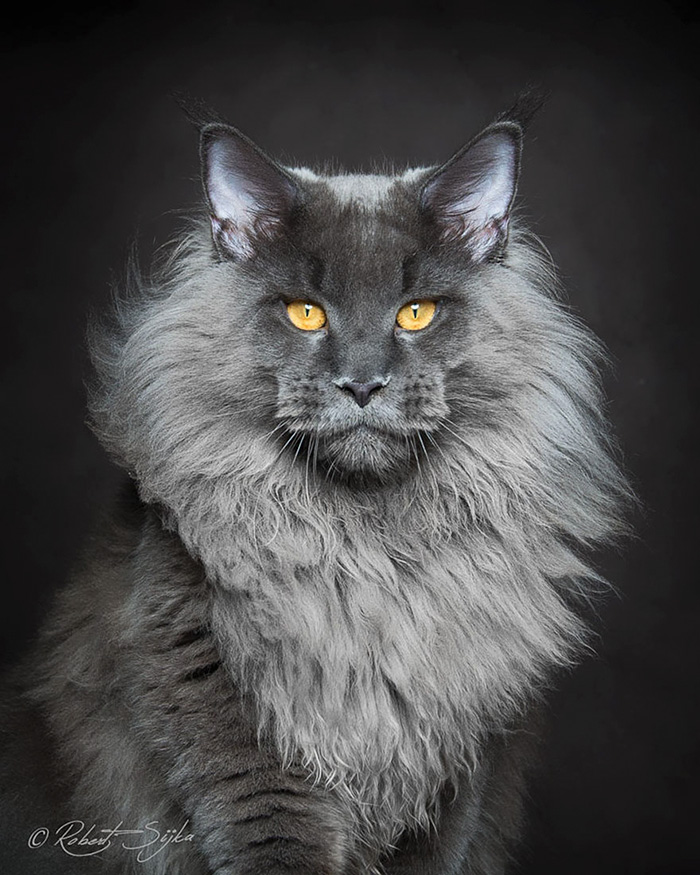 Maine Coon              Scottishfold