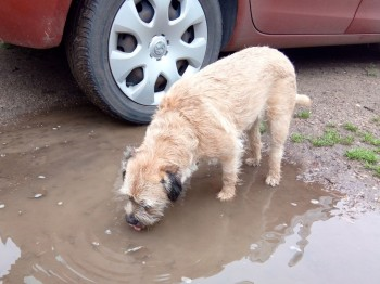 millypod1's tweet photo. ๐OSCAR #Lost #ScanMe #Tagged #BTPosse
Grizzle/Brown OLDER Border Terrier Male
#Thoroton #Nottinghamshire #NG13
https://t.co/3QzmPfgfio https://t.co/MsvPPIquhC