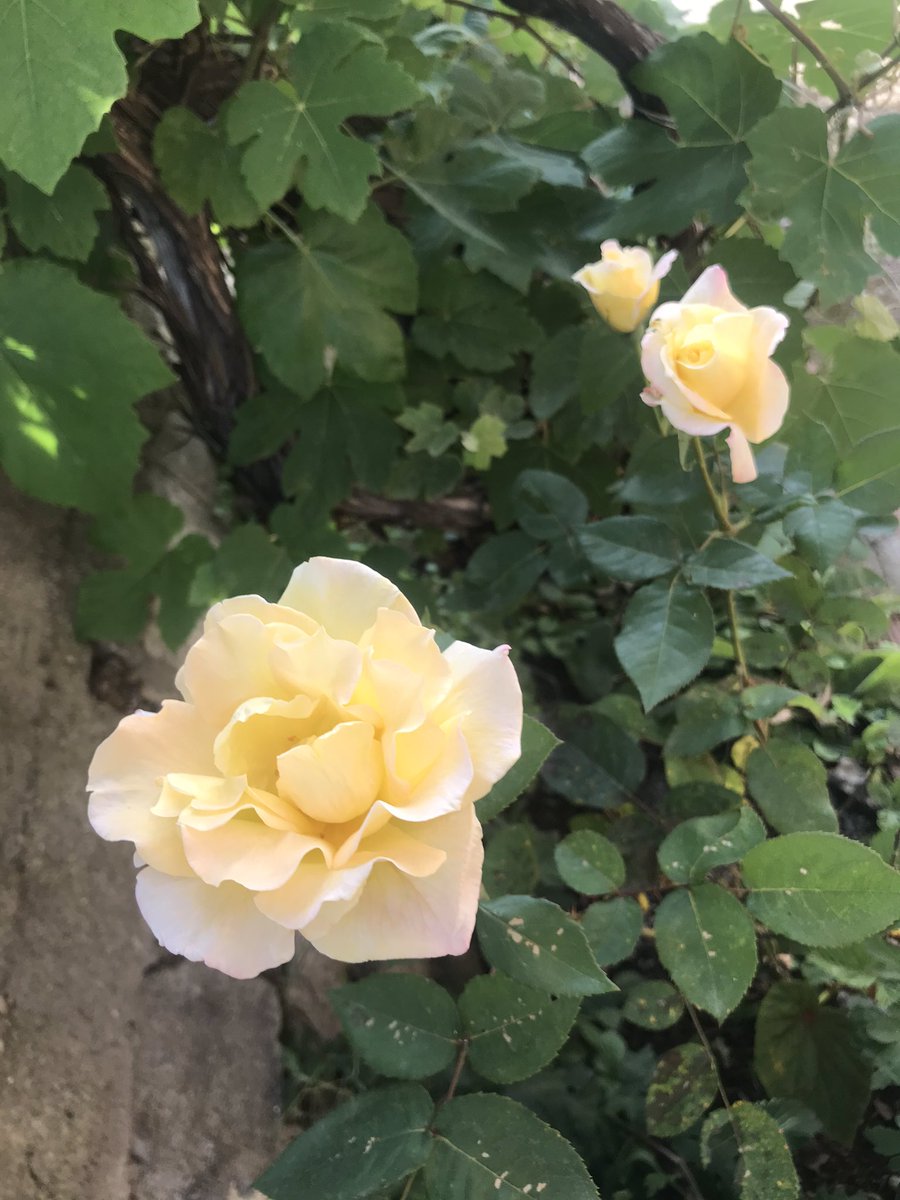 Trabzon civarı Ücret elden alıyorum