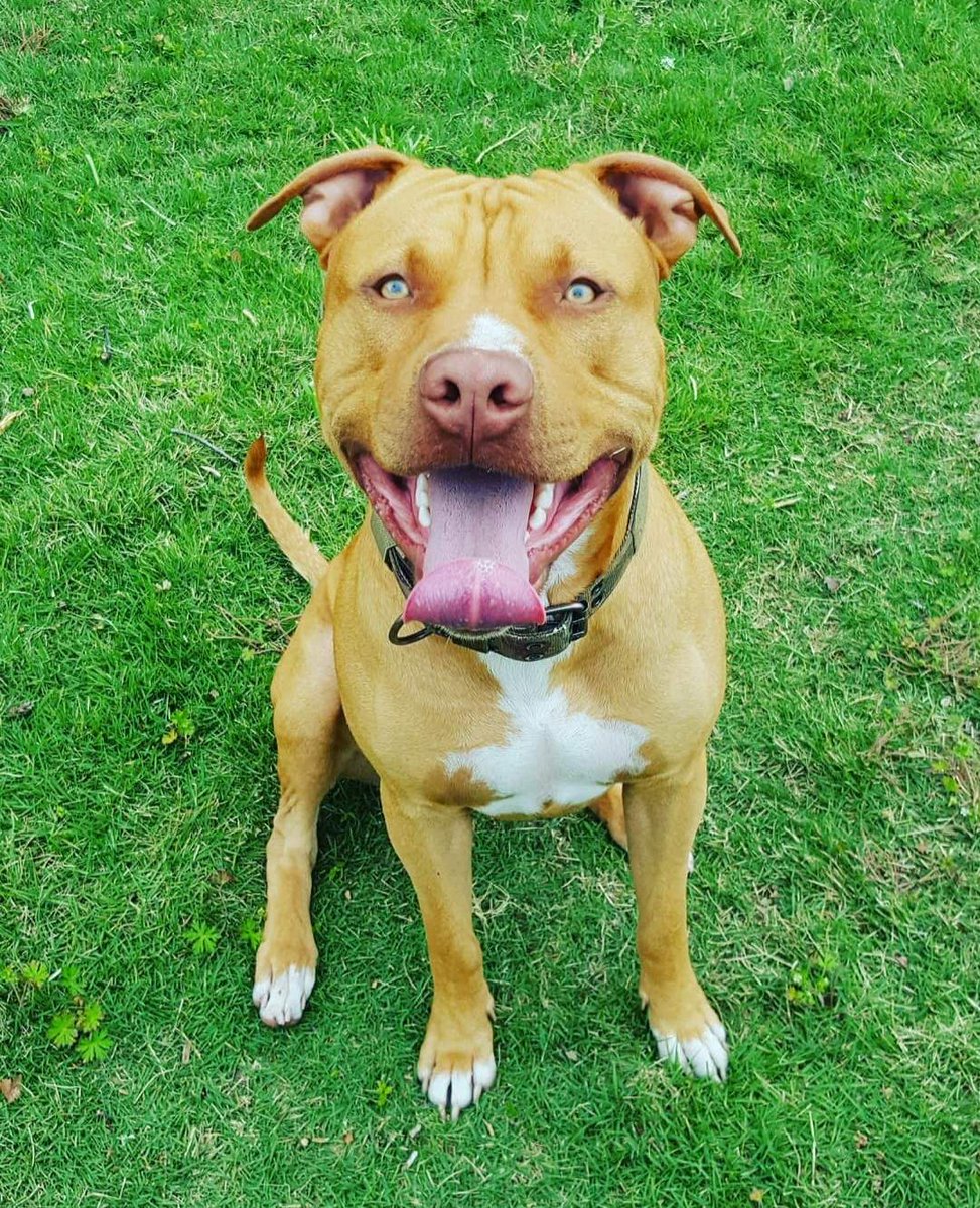 Appeal over dog hit by car ow.ly/b51m102h3dh #DriveForChange #BermudaTraffic #Bermuda