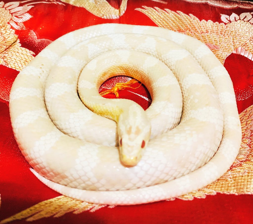 前田 En Twitter 白蛇 コールスネークスノー とぐろ 白蛇様とぐろ特集 ウチの白蛇様の色々なとぐろ集です T Co 4o8fdgou8r Twitter