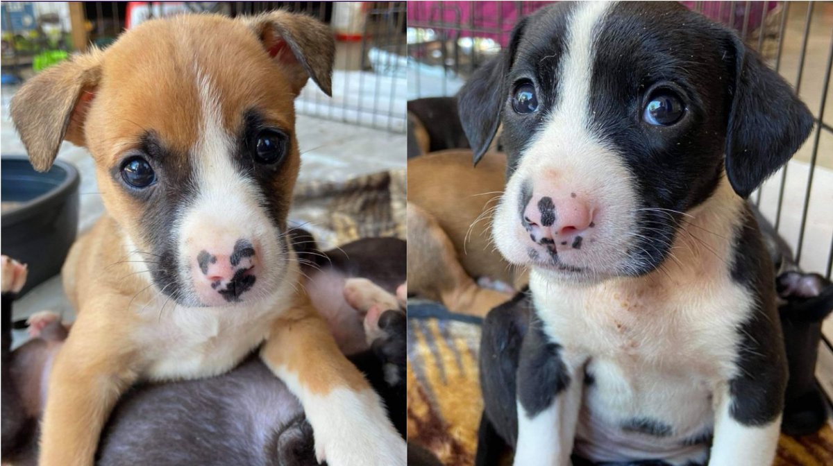 liberty humane society petfinder