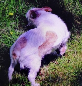 🆘08 Jun 2020. MADDIE ELDERLY DEAF & BLIND 
MADDIE #Lost #ScanMe LOCAL HELP NEEDED 
White /Brown Jack Russell Cross Female 
#Germansweek nr #Beaworthy #Devon #EX21 
SIGHTINGS PLZ ☎️01837 871134 
doglost.co.uk/dog-blog.php?d…