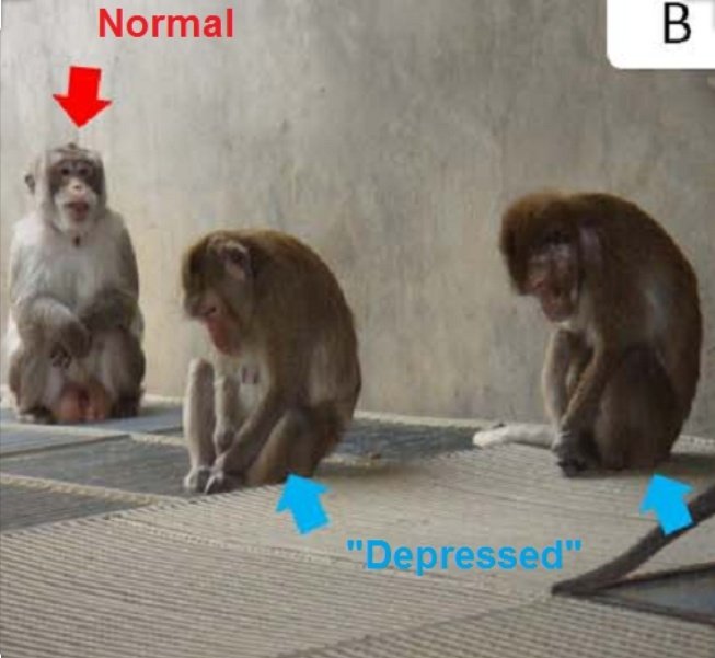 самка бонобо. шимпанзе бонобо. бонобо обезьяна самка. есть ли у обезьян месячные. горилла бонобо.