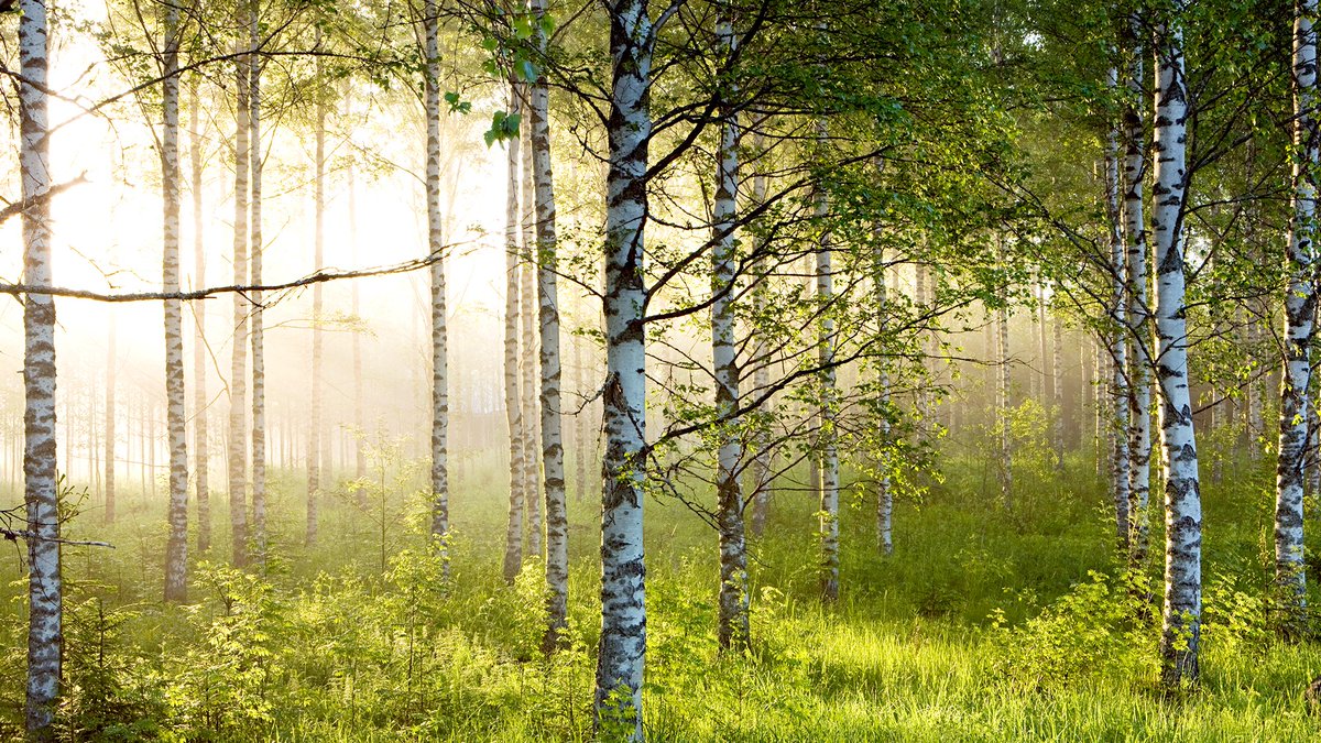 The Onion tweet media