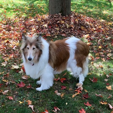 #NationalFosterAPetMonth Day 16:
The lovely Miss Belle. Sometimes you just have to accept that you don't have much of a choice in the matter. Belle simply planted her paws and refused to leave her foster family. She was the perfect fit for them - sweet, gentle and loving.