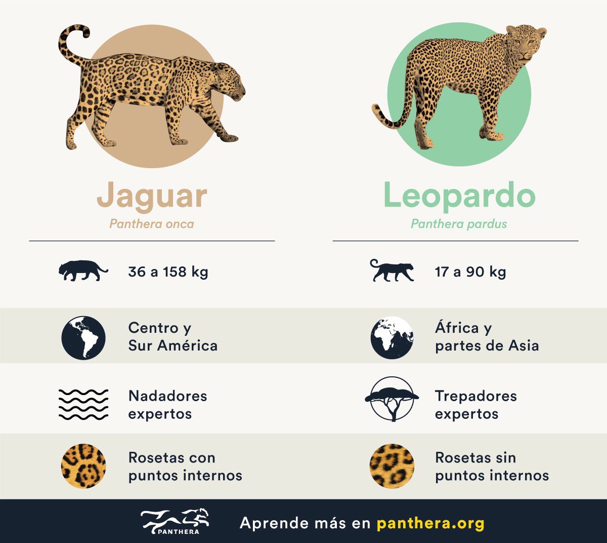 Mafecitarockera's tweet image. Parecido no es lo mismo 🐆🐾 ✨✨✨✨