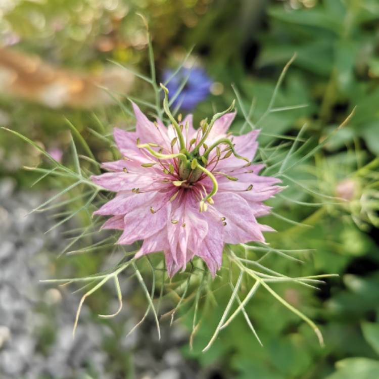 danielspillane1's tweet photo. I have to say I do love nigella #tuesdaychoice #nigela #seedpod #best... via @gardentags https://t.co/jfvDjlTHp3