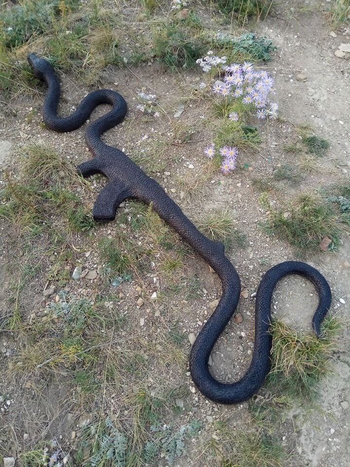 Silahı iyi olan düşmandan değil yılan gibi düşmandan kork bu dünyada

AK-47 #maskesiz #COVID19 #China #silah #yılan #haber #FBvTS