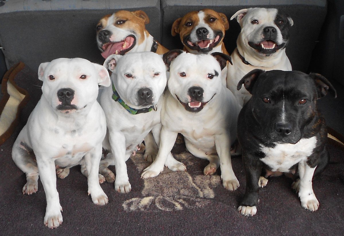 pitbullsad's tweet photo. We are the bullied breeds. Bullied by abusers, bullied by dog fighters, bullied by haters, bullied only because of who we are. Who are the real bullies? Humans! The only dangerous breed that exists. We don't ask much, only to be treated fairly &amp; with respect. STOP THE BULLYING! https://t.co/U1FyyfKz0c