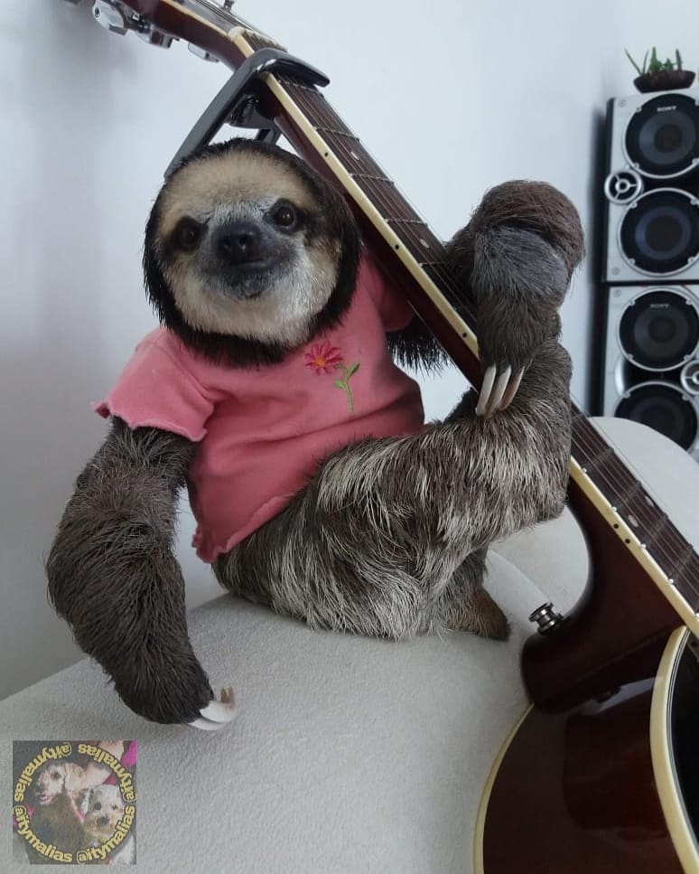 itymalias's tweet photo. Márcia Zuleica, a preguiça mais fofa tocando um violão... Ela gosta de comer maçã, banana, pepino, folhas e britis da árvore Embaúba, o que ela mais gosta de fazer é dormir 😴 https://t.co/7WNrLT62Av