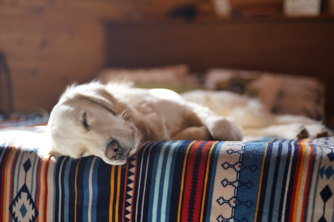 Have you ever wondered why your pet sleeps in the position it does? 
#dogfact this position is known as the side sleeper. This means that your pet is relaxed and comfortable and shows trust! 💤🐕
#tuesdayvibes #TuesdayTips #Tampa #Florida