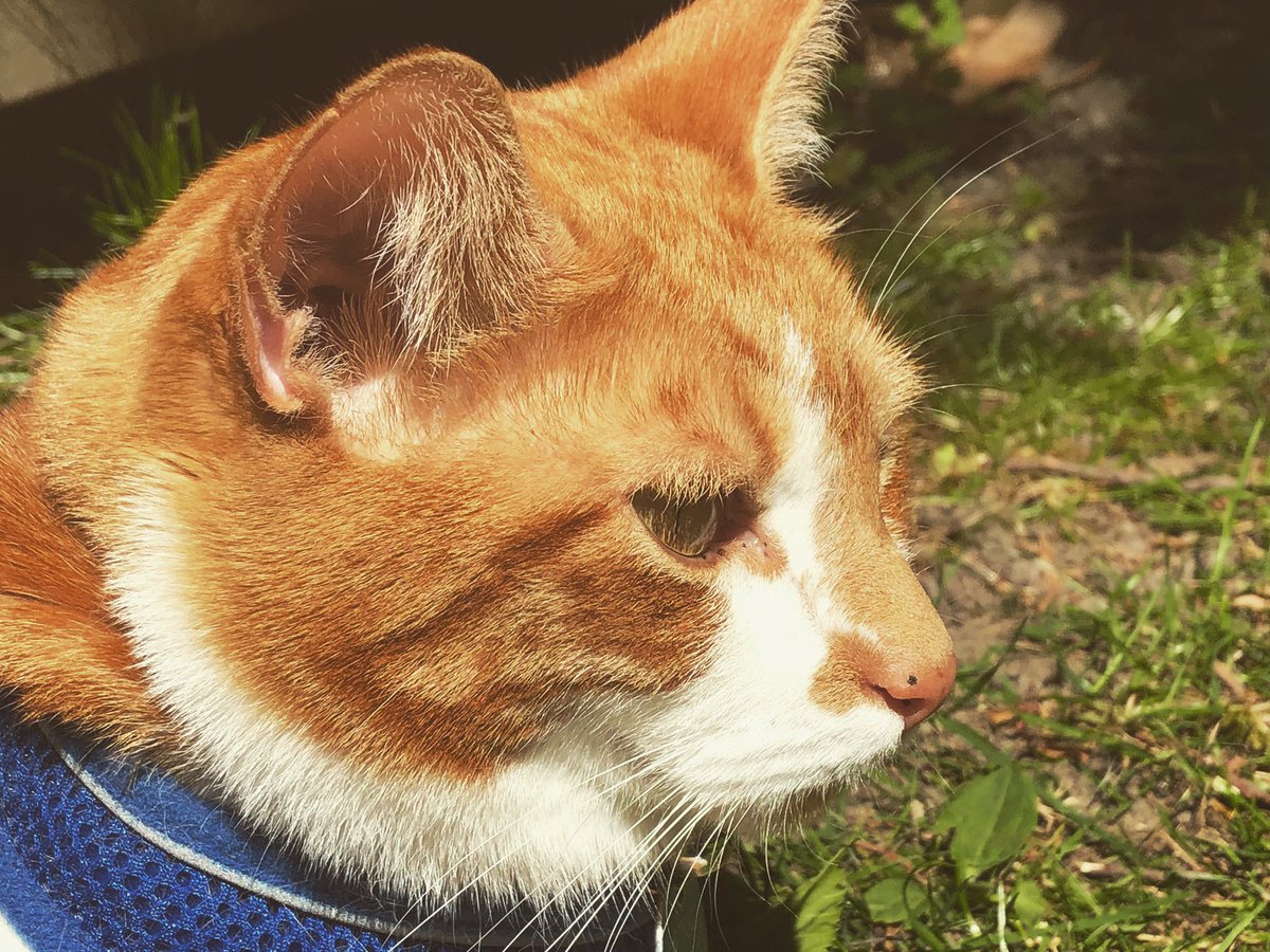 TheJaspeee's tweet photo. Thank you for 6k followers on Instagram 🙀😺 #cats #catsofinstagram #catslife #Catskills #6kfollowers #Instagram #catlover #catmodel #catoftheday IG Thejaspeee https://t.co/HfVXaiIkLk