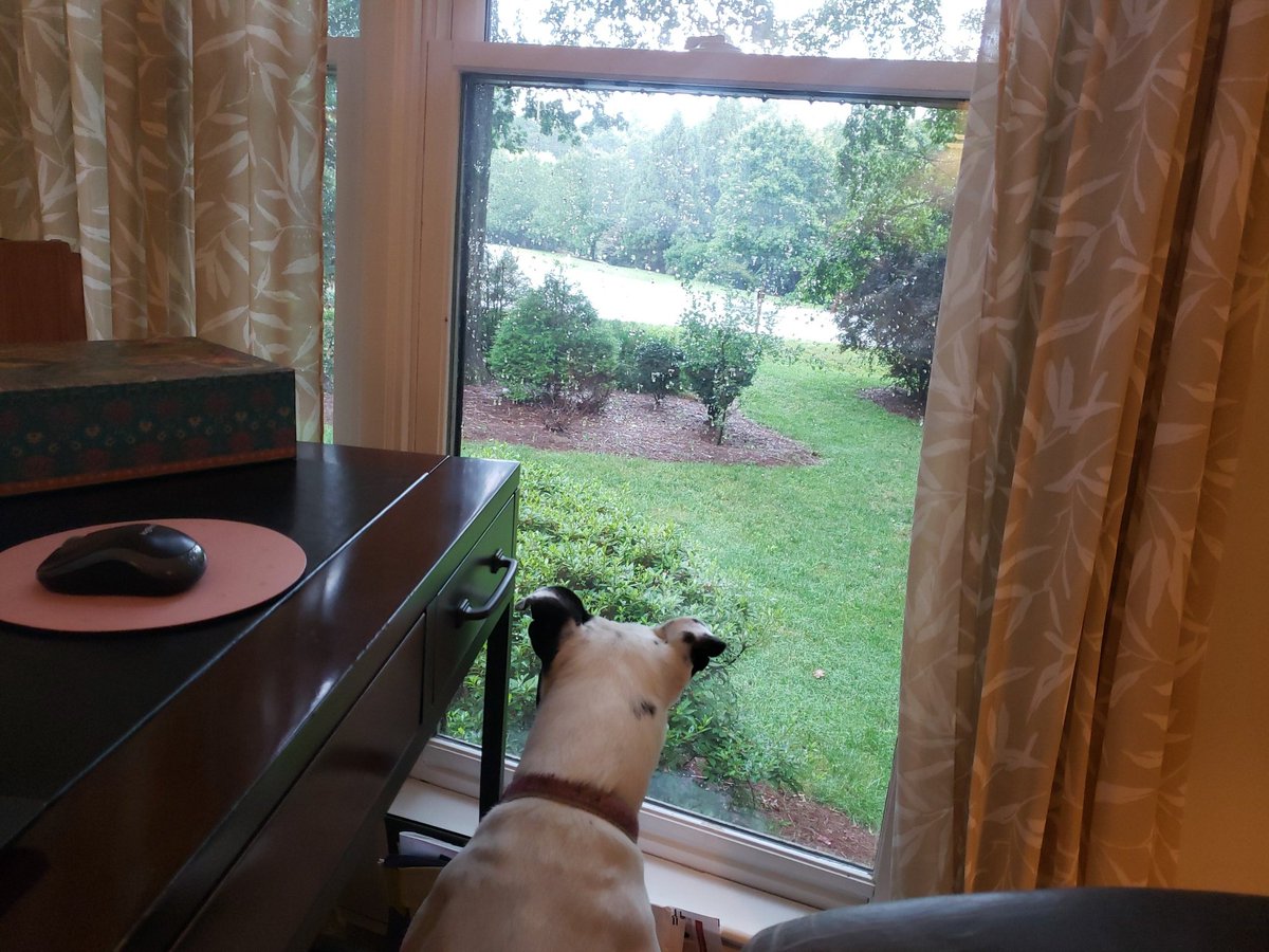 vinokapi's tweet image. I'm watching #IIeX on my laptop while Emma watches the raindrops outside.