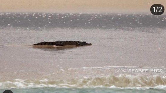 A crocodile in the shallow waters of one of Costa Rica's most frequented beaches. This is how Costa Rica protects his people and tourists. You'd better get a one-way ticket to paradise ...
#essentialcostarica 
#CostaRicaTourism 
#CostaRicaBeaches
#costaricasurf 
#CostaRica