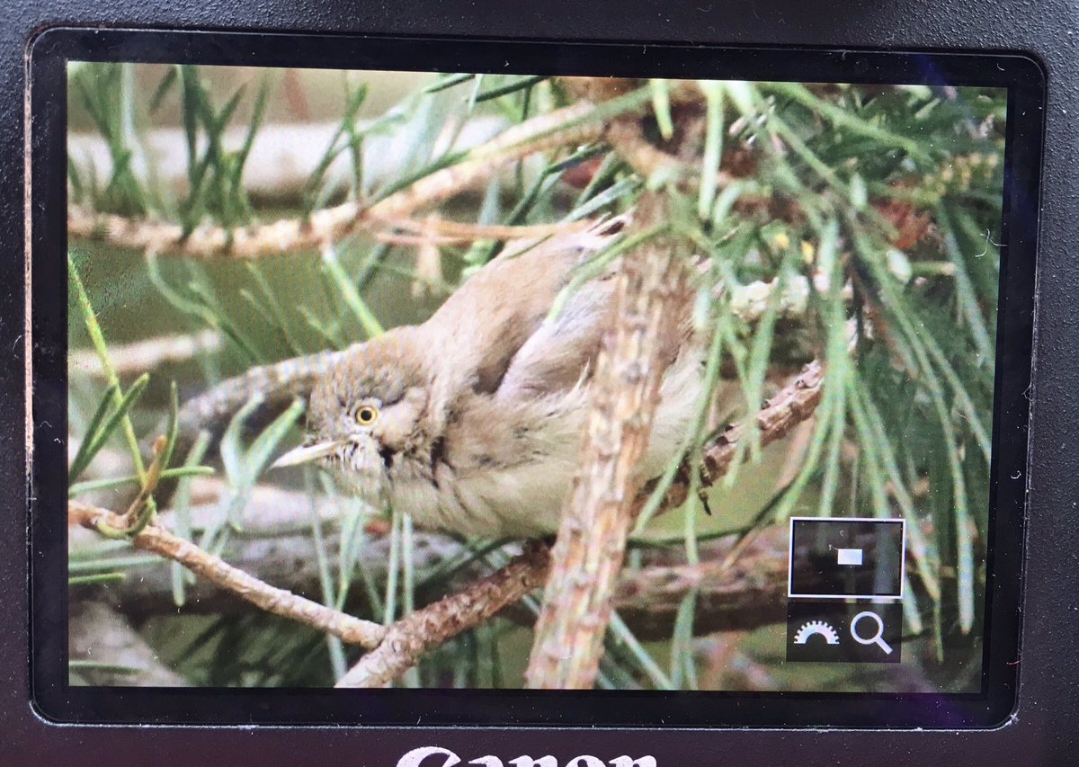 Woodnymph44's tweet photo. AND THERE WE HAVE IT!!! 🎉🎉Been a long time coming but FINALLY got my 400th bird in the form of the awesome Asian Desert Warbler!!! 🎉🎉🎉🎉 #500next? https://t.co/vmvirpN96p