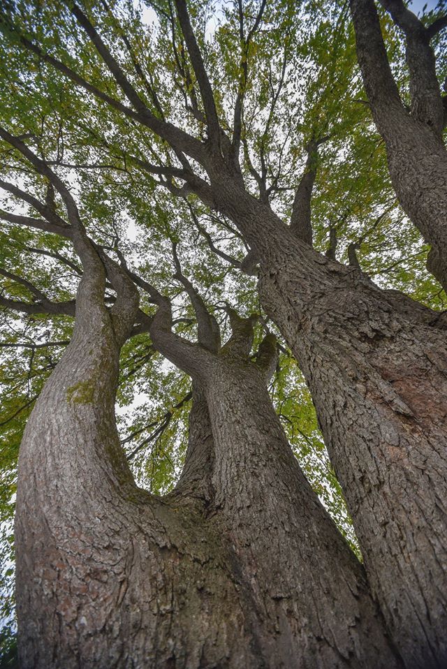 cc_nb's tweet image. Today’s #GreatTree is the white elm — New Brunswick’s only native elm. This tree is tough and is known to survive the harshest of conditions. In fact, the elm’s twigs are so strong that a live 1-inch branch will support a person’s weight. See our insta for more!