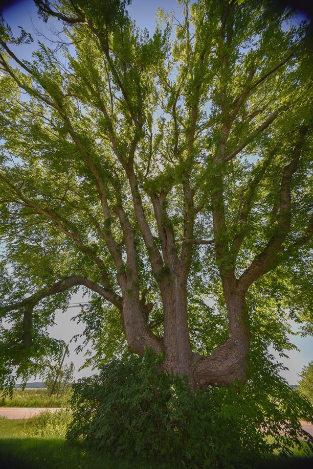 cc_nb's tweet image. Today’s #GreatTree is the white elm — New Brunswick’s only native elm. This tree is tough and is known to survive the harshest of conditions. In fact, the elm’s twigs are so strong that a live 1-inch branch will support a person’s weight. See our insta for more!