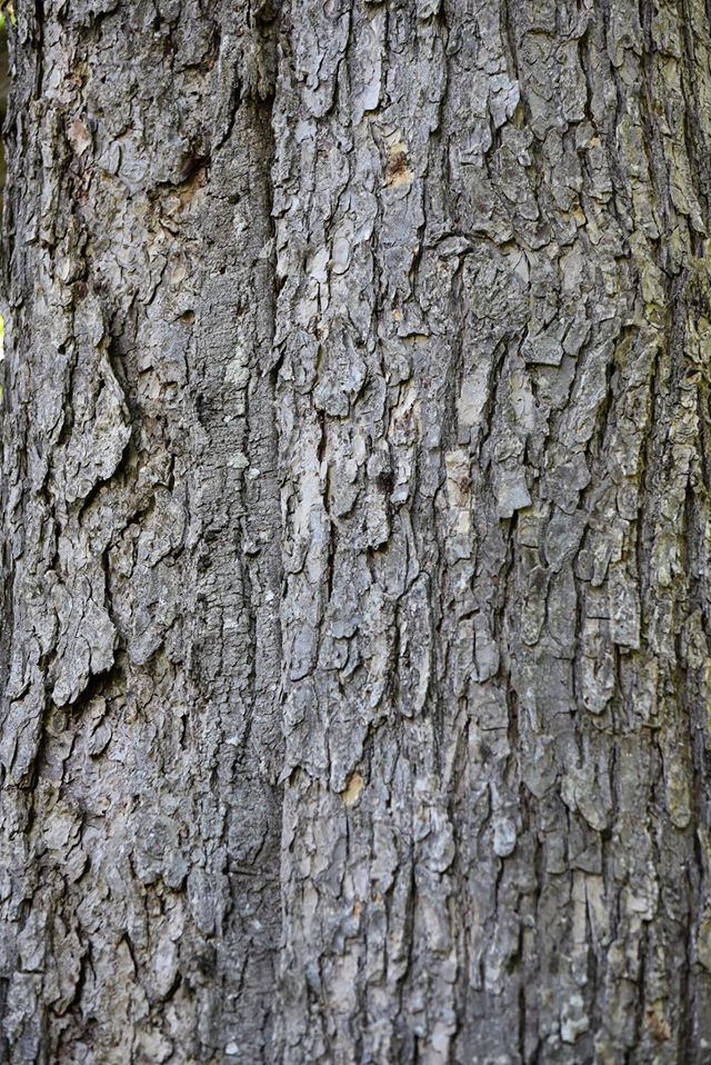 cc_nb's tweet image. Today’s #GreatTree is the white elm — New Brunswick’s only native elm. This tree is tough and is known to survive the harshest of conditions. In fact, the elm’s twigs are so strong that a live 1-inch branch will support a person’s weight. See our insta for more!