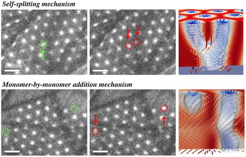 Dragonmaurizio's tweet image. During a simulation physicists at @Ames_Laboratory discovered a peculiar property. Skyrmions  #quasiparticles can annihilate imperfections in the crystal lattice by self-splitting inside the defective areas in the same way as real nanocrystals grow from solution.