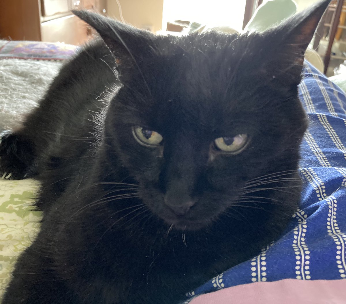 MzspellDena's tweet photo. @lilytalkingcat hi Lily we’re Sugar a #tortiseshell and Meshughana a #panfursquad we followed you cuz @AxlCat2 asked us too! We hope you follow us back! We look forward to hearing more about your adventures! Cuz we’re all #CatsOfTwitter https://t.co/QpFY2JVfUl