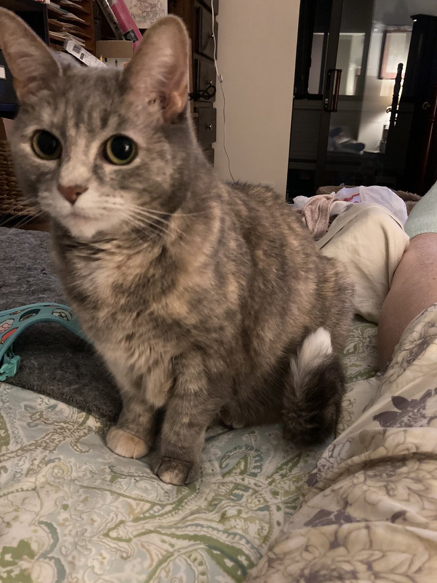 MzspellDena's tweet photo. @lilytalkingcat hi Lily we’re Sugar a #tortiseshell and Meshughana a #panfursquad we followed you cuz @AxlCat2 asked us too! We hope you follow us back! We look forward to hearing more about your adventures! Cuz we’re all #CatsOfTwitter https://t.co/QpFY2JVfUl