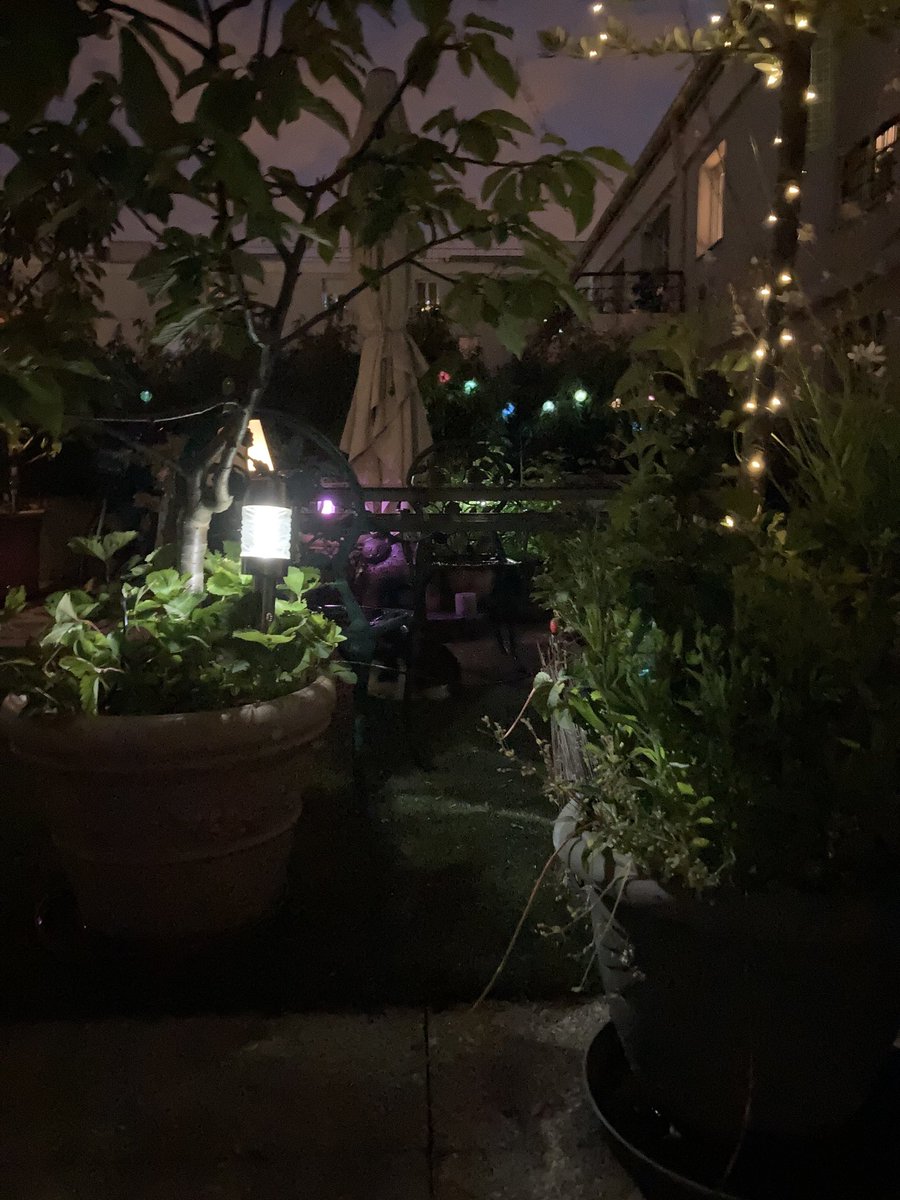 GastonChaChat's tweet image. Chuis #chatcaché !