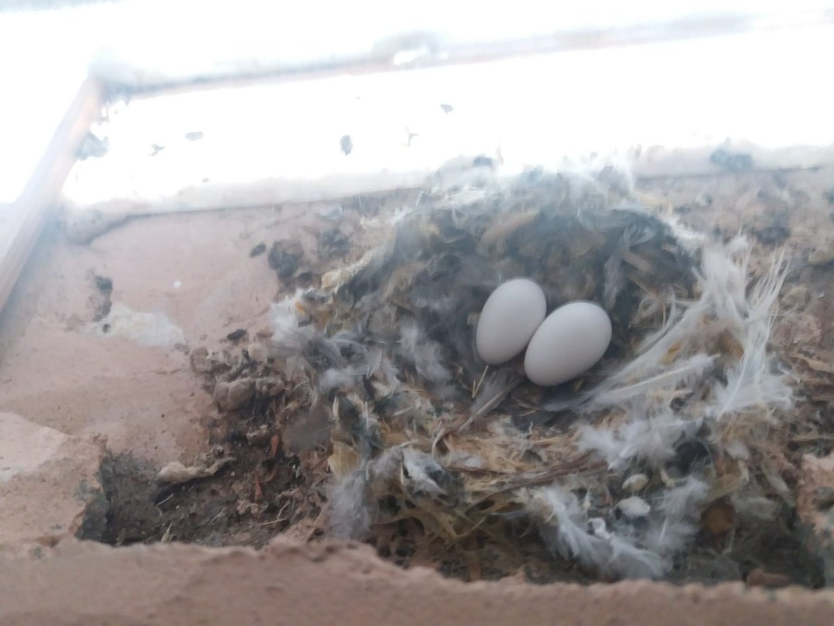 esclavasjerez's tweet photo. Seguimiento de la colonia de #Vencejos_Medianeros #Swits
Nido N1 - con pollos
Nido #webcamvencejo N2 - 2 huevos
N3 - 2 pollos
N4 - 3 pollos
N5 - 2 huevos
N6 - 2 pollos
Caja nido CN1 - 2 pollos
CN2 - adulto incubando
CN3 - *4 pollos*
CN4 - 3 pollos
CNhuerto - 3 huevos https://t.co/a5aj8Msabr