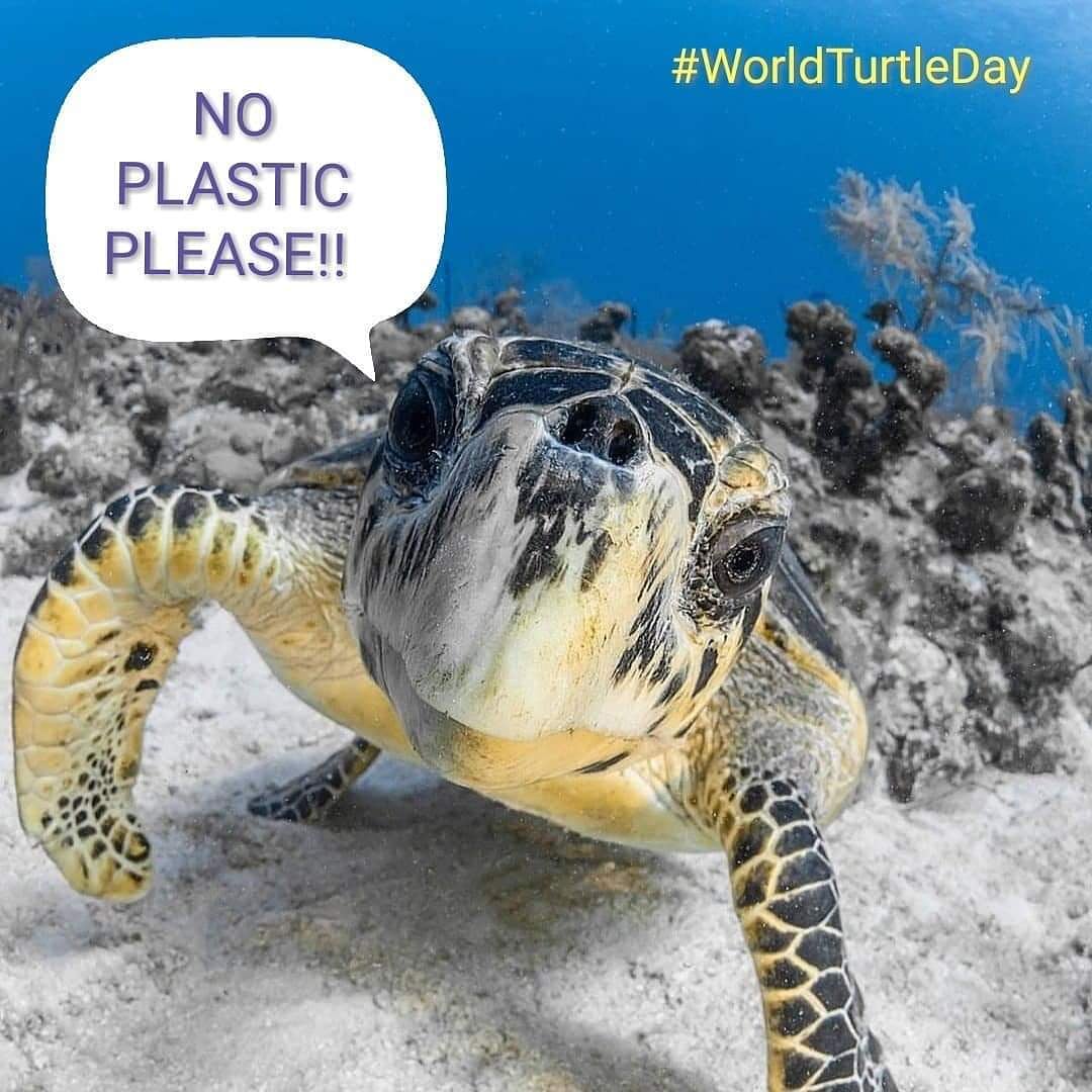 🐢😍🐢😍🐢😍🐢
#WorldTurtleDay
#DiaMundialDeLasTortugas
#StopPlastic