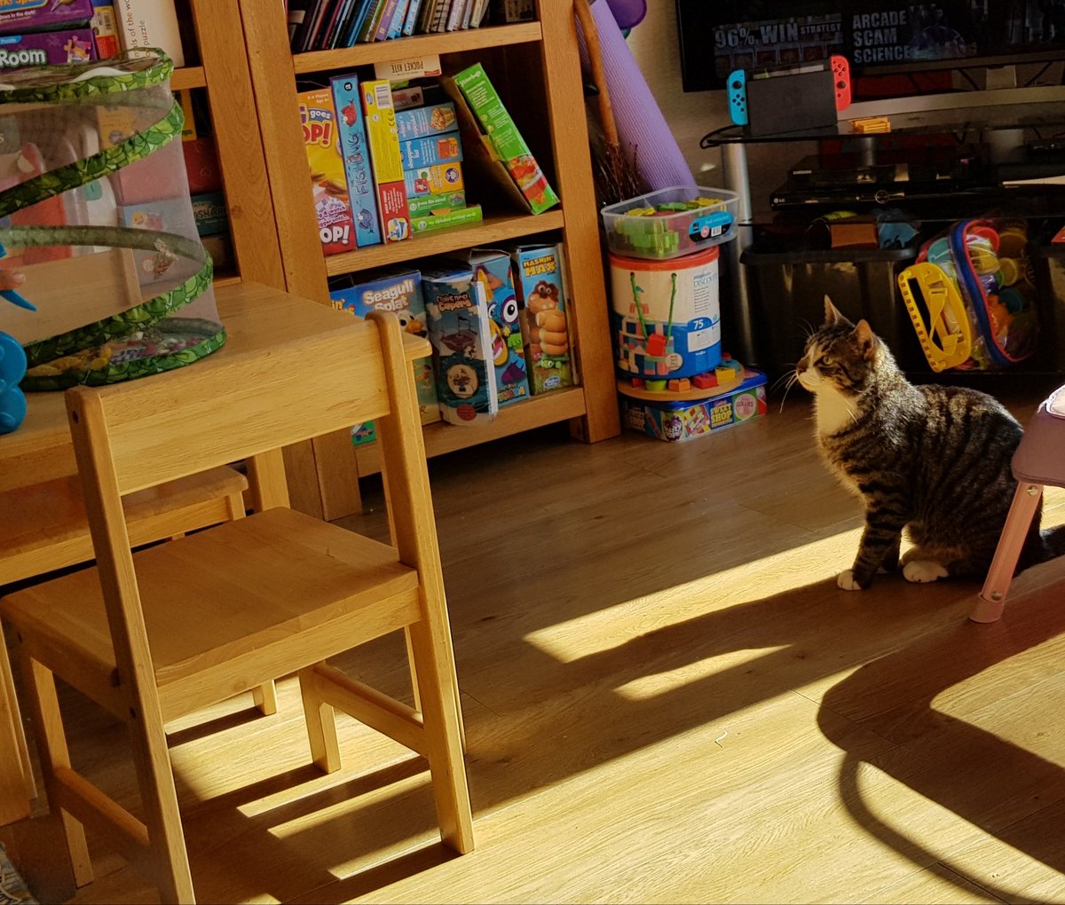 And the most important thing I learned about growing butterflies?If you already have a highly evolved predator in your house, he's going to be very, worryingly, intrigued by the new small constantly-flapping creatures in his territoryShould have seen this coming, tbh/6