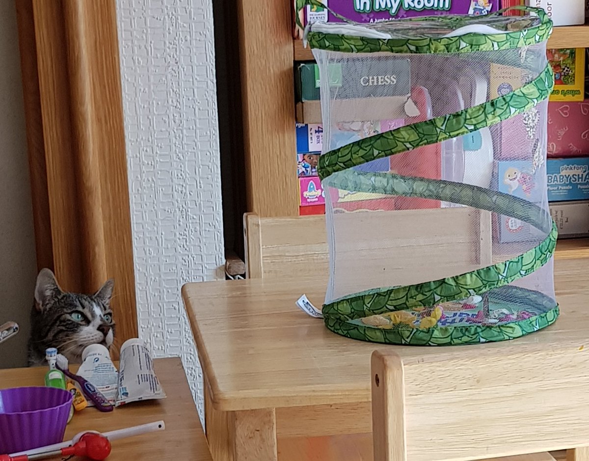 And the most important thing I learned about growing butterflies?If you already have a highly evolved predator in your house, he's going to be very, worryingly, intrigued by the new small constantly-flapping creatures in his territoryShould have seen this coming, tbh/6