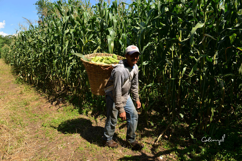 En la región colimota, antes y durante el ciclo agrícola, siguen celebrándose ceremonias de pedimento y agradecimiento por el temporal, de bendición de semillas, de apertura de la tierra antes de la siembra y de gratitud por las buenas cosechas.