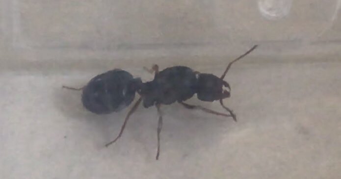 azcaxali's tweet image. Amigos! 

Han iniciado los vuelos en la Zona Metropolitana de Guadalajara! 

Con la tormenta de ayer, la primera lluvia fuerte de la primavera, un día caluroso y sin ventarrones. 

(Y ya capturé a la primera hormiga 🐜 de esta temporada) 

Acaso será una #pheidole ?