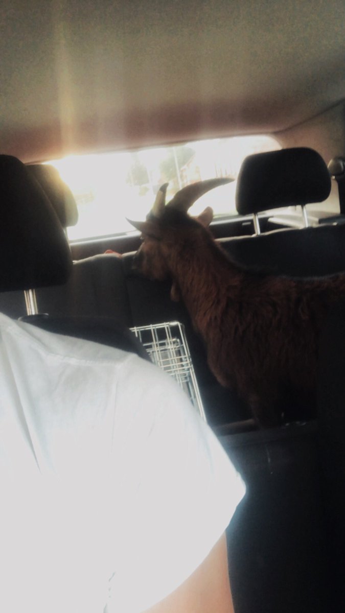 Brent_Smptrnl's tweet photo. Drove around with a goat in my car today https://t.co/gLbInmh1qj