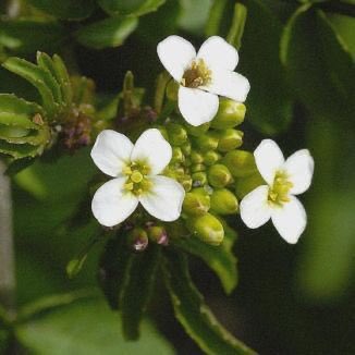 Another feature of many early medieval records was a fondness for watercress. Forget the half-hearted plastic tubs in your supermarket & remember we are talking of a sizeable plant here. It was available in winter & added piquancy to a bland diet.