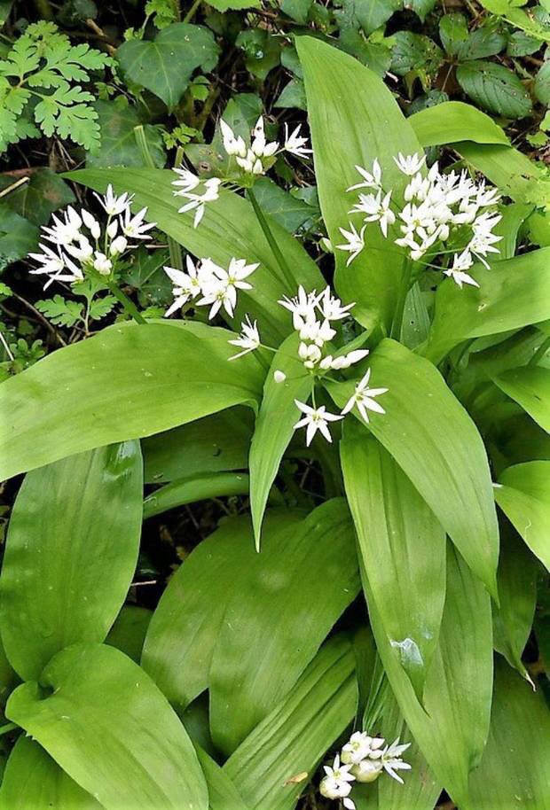 Irish people loved garlic - in fact wild garlic grows in abundance in ashwoods & hedgerows over limestone soils. Early Irish laws note it was the annual duty of a family to provide a garlic feast to a lord & three of his retainers. Garlic was served with cheese & milk.