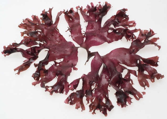 Those who lived by the sea had access to the seaweed, dulse. It was hung in sheaves & quantities pulled from it as required. It’s strong taste & saltiness would have been much appreciated. Salt was an expensive commodity.