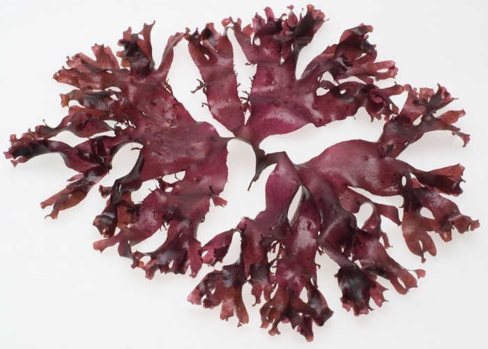 Those who lived by the sea had access to the seaweed, dulse. It was hung in sheaves & quantities pulled from it as required. It’s strong taste & saltiness would have been much appreciated. Salt was an expensive commodity.
