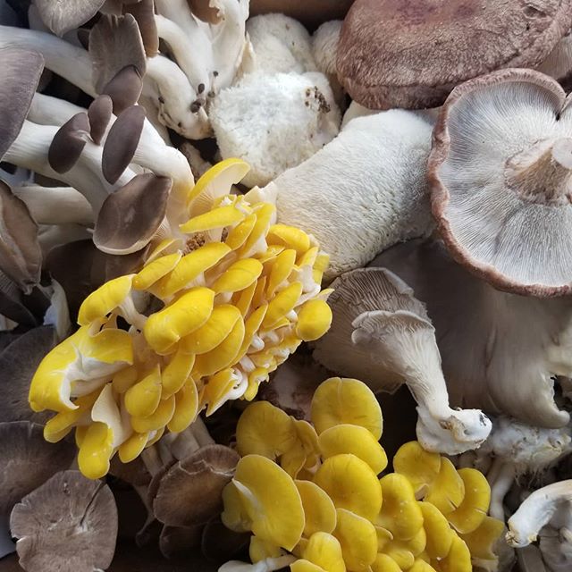 Packing up a few items that didnt sell at market today (it was a GREAT market and customers who turn up in the rain make my heart happy). We've got quite the variety going on at the farm right now!  Great time to order one of our ten or twenty dollar mixes and sample a bit from s