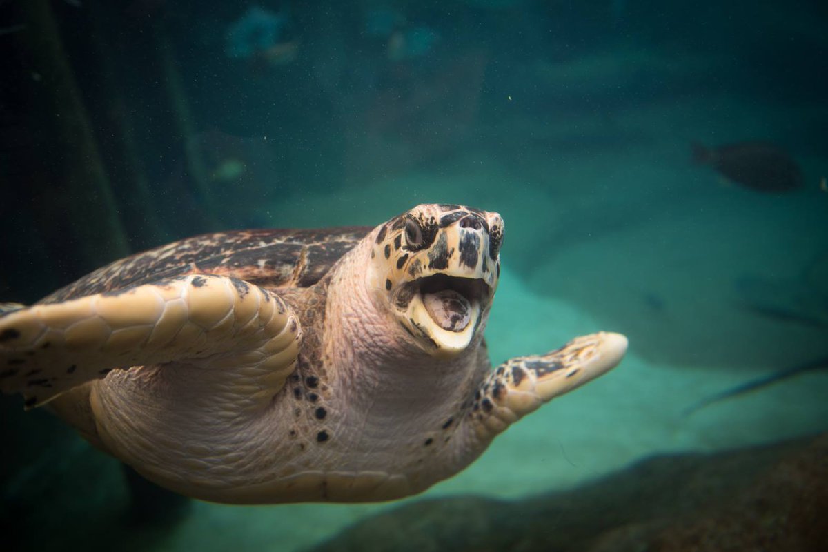 Happy World #SeaTurtleDay to Buddy the hawksbill sea turtle! 🌊🐢 You can help us SHELL-ebrate by refusing single-use plastic straws. You can make a difference today by simply saying “No straw, please” when you order a drink. Buddy and other marine life thank you!