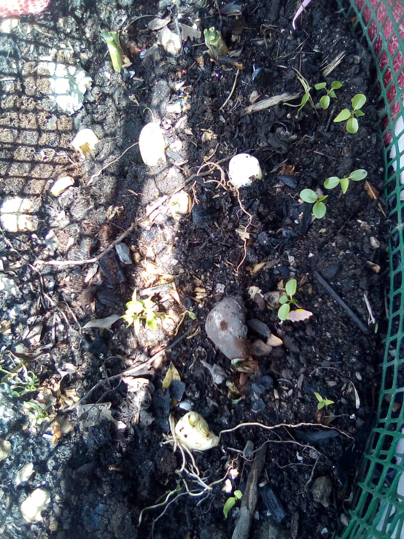 Promoviendo la siembra en los hogares <a href="/charlychaves/">Charly Rojas Chaves</a> @ZonaEducTachira <a href="/centinvestiga/">municipio torbes CLIFPMV</a> @psuvaristobulo <a href="/Crazet2011/">Crazet2011</a> <a href="/NicolasMaduro/">Nicolás Maduro</a>