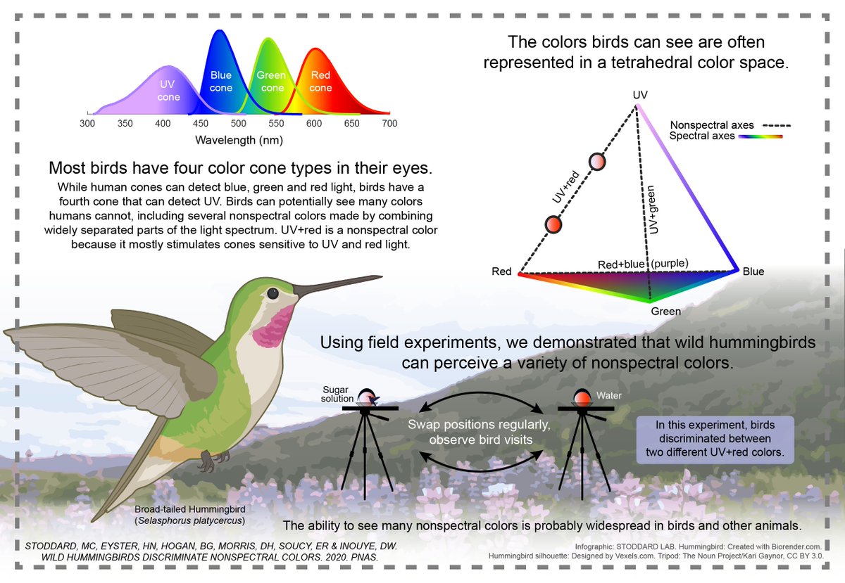 Check out our new paper (Stoddard Lab and colleagues) in PNAS showing that wild hummingbirds discriminate nonspectral colors. 
<a href="/Princeton/">Princeton University</a> <a href="/RMBLGothic/">RMBL</a> <a href="/RockyMtnBioLab/">RockyMountainBioLab</a> @PrincetonPEI <a href="/PackardFdn/">Packard Foundation</a> <a href="/SloanFoundation/">Sloan Foundation</a> #colsci